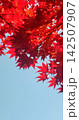 真っ赤な紅葉 142507907