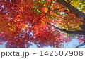 真っ赤な紅葉 142507908