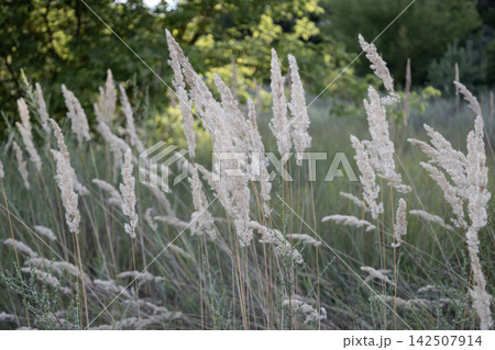 Close-up of delicate feather grass plumes, or calamagrostis, swaying gently in a summer meadow. Soft natural daylight, shallow depth of field with a blurred green foliage background. Calm rustic Close-up of delicate feather grass plumes, or calamagrostis, swaying gently in a summer meadow. Soft natural daylight, shallow depth of field with a blurred green foliage background. Calm rustic 142507914