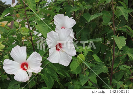 白いフヨウの花 142508113