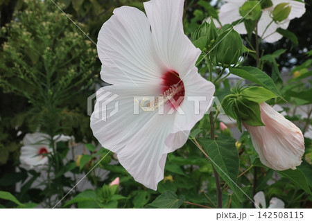 白いフヨウの花 142508115