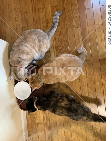 室内で並んで食事をする三匹の猫 室内で並んで食事をする三匹の猫 142508308