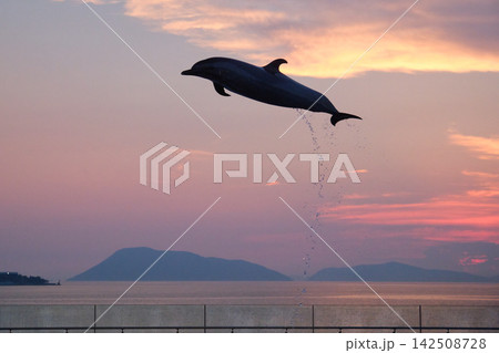 香川県　夕暮れの海を見ながら大きくジャンプするマダライルカ 142508728