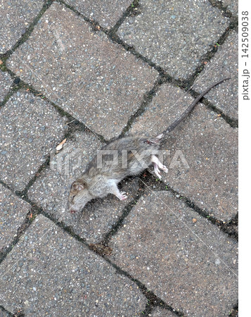 Dead poisoned rat on a brick style path walkway pavement 142509038