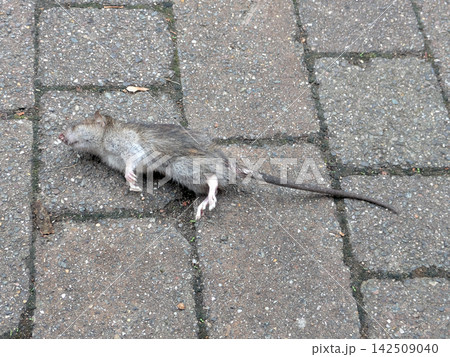 Dead poisoned rat on a brick style path walkway pavement Dead poisoned rat on a brick style path walkway pavement 142509040