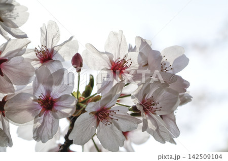 透きとおる桜の花のクローズアップ 透きとおる桜の花のクローズアップ 142509104