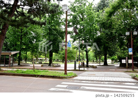 金沢市 緑に覆われたいしかわ四髙記念公園と横断歩道 金沢市 緑に覆われたいしかわ四髙記念公園と横断歩道 142509255