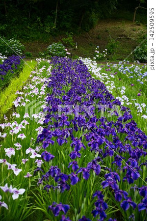 紫の花道 紫の花道 142509595