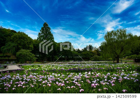 しょうぶ園を咲き揃ったしょうぶの花 しょうぶ園を咲き揃ったしょうぶの花 142509599