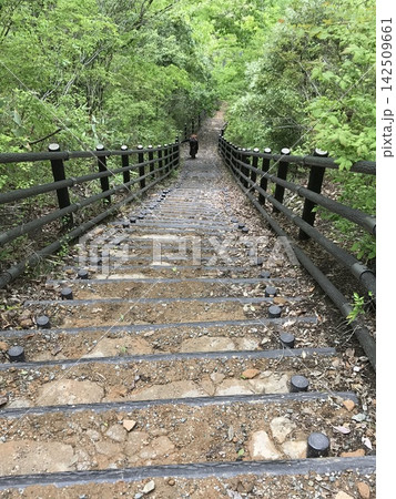緑豊かな森林の中に続く長い階段 142509661