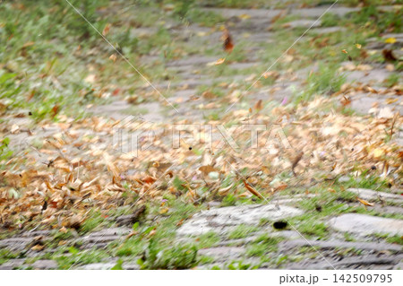 Autumn Leaves Blowing Across A Path In Windy Fall Weather With Swirling motiona Autumn Leaves Blowing Across A Path In Windy Fall Weather With Swirling motiona 142509795