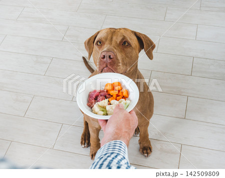 Cute dog patiently waiting for healthy meal with raw meat Cute dog patiently waiting for healthy meal with raw meat 142509809