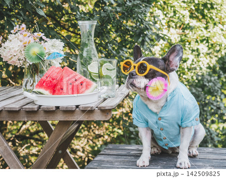 Charming dog wearing sunglasses and a Hawaiian shirt Charming dog wearing sunglasses and a Hawaiian shirt 142509825