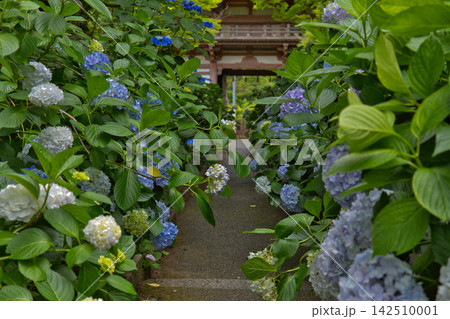 梅雨の境内に咲く綺麗な紫陽花と緑のアーチ 梅雨の境内に咲く綺麗な紫陽花と緑のアーチ 142510001