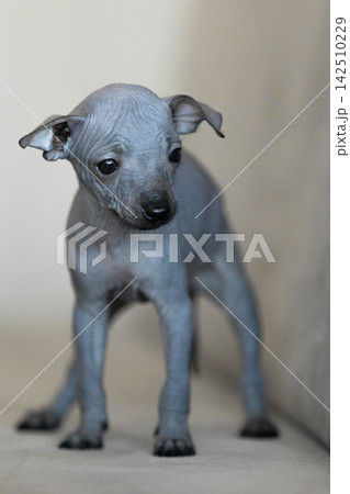 Xoloitzcuintli Mexican Hairless Dog puppy standing indoors, soft neutral background Xoloitzcuintli Mexican Hairless Dog puppy standing indoors, soft neutral background 142510229