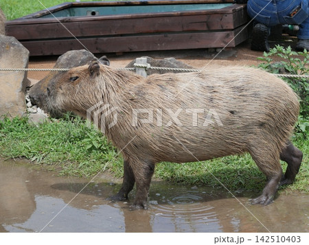 水溜まりを歩くカピバラ 水溜まりを歩くカピバラ 142510403