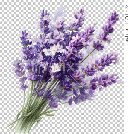 lavender lavender 142510478