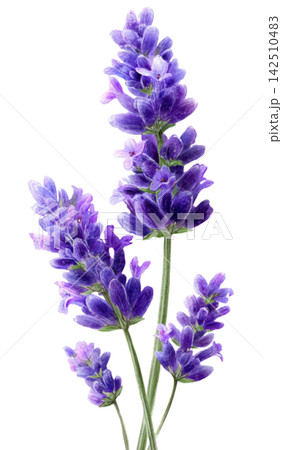 lavender lavender 142510483
