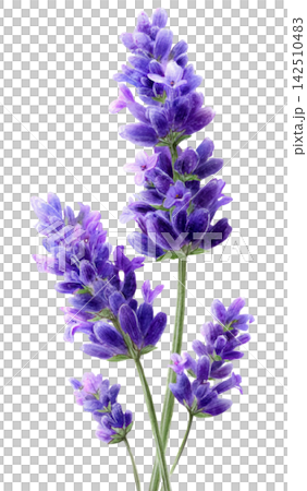 lavender lavender 142510483