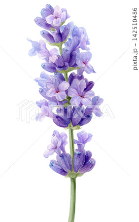 lavender lavender 142510486