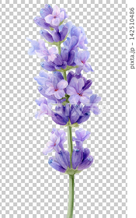lavender lavender 142510486