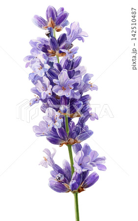 lavender 142510487