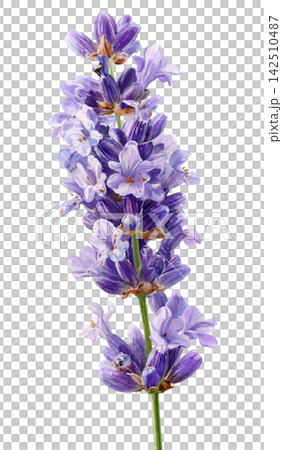 lavender 142510487