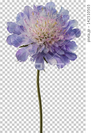 lavender lavender 142510503