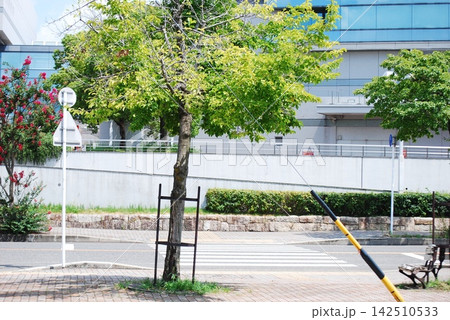 街路樹と横断歩道がある都会の風景 街路樹と横断歩道がある都会の風景 142510533