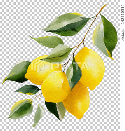 lemon lemon 142510554