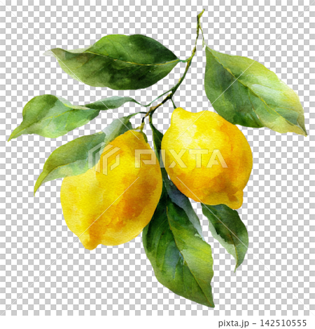 lemon lemon 142510555