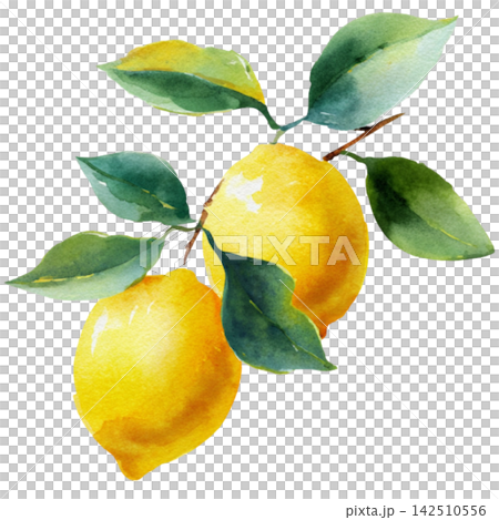 lemon lemon 142510556