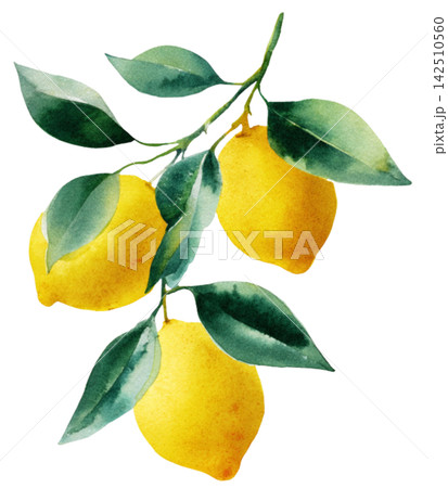 lemon 142510560