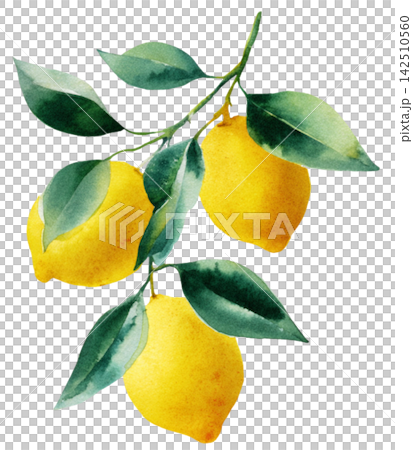 lemon 142510560