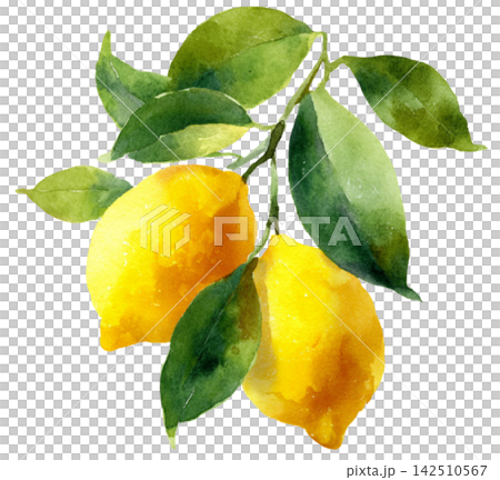 lemon lemon 142510567