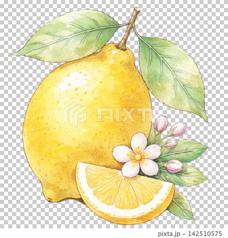 lemon lemon 142510575