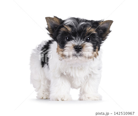 Biewer pup on white background Biewer pup on white background 142510967