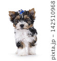 Biewer pup on white background 142510968