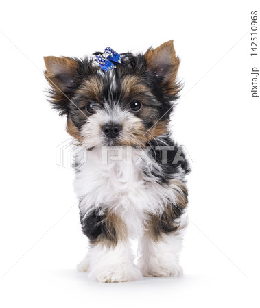 Biewer pup on white background Biewer pup on white background 142510968