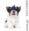 Biewer pup on white background 142510969