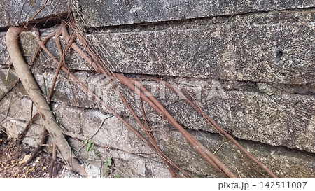 Tree Roots Growing Through and Over a Weathered Stone Wall 142511007