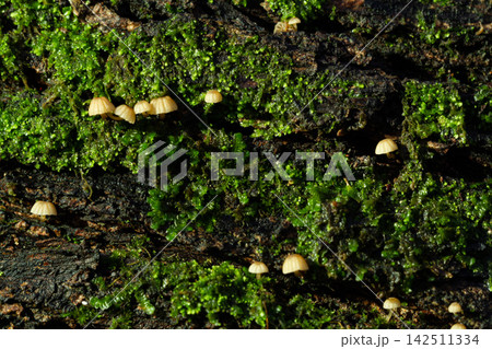 Small mushrooms in nature, close-up Small mushrooms in nature, close-up 142511334