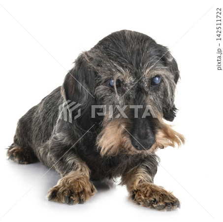 senior dachshund in studio 142511722