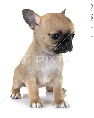puppy chihuahua in studio puppy chihuahua in studio 142511732