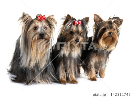 yorkshire terrier in studio 142511742