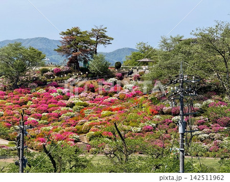 ツツジが咲き誇る春の西山公園 ツツジが咲き誇る春の西山公園 142511962