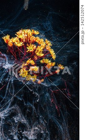 Yellow cluster of small flowers with red stems against dark swirling background, with flower, yellow, blossom, petal detail 142512074