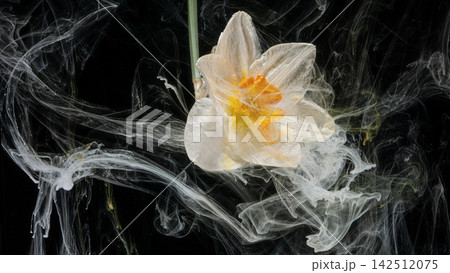 White daffodil with yellow trumpet suspended in swirling white ink on black background White daffodil with yellow trumpet suspended in swirling white ink on black background 142512075