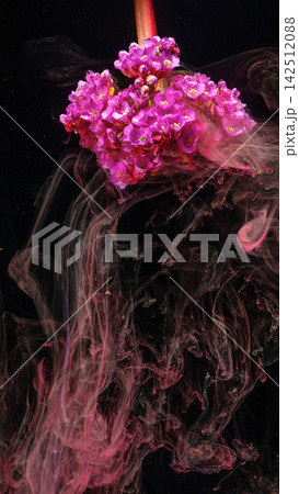 Pink cluster flower with swirling pink ink in dark water, with flower, pink, cluster, blossom detail 142512088