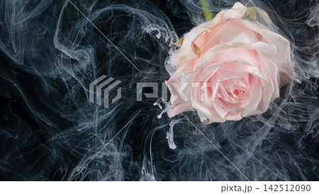 Delicate pale pink rose submerged in swirling translucent ink on dark background 142512090